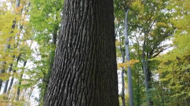 秋の森でとても背の高いオークの木 — ストック動画