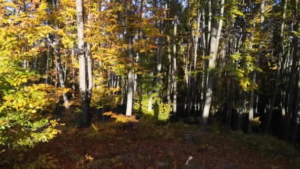 ブナの山の秋の森で — ストック動画