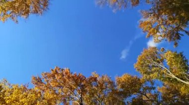 Dağlık bir kayın ormanında