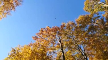 Dağlık bir kayın ormanında