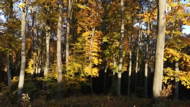 ブナの山の秋の森で — ストック動画