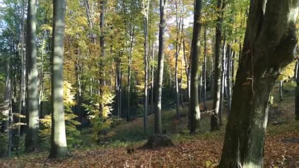 Einem Bergigen Buchenherbstwald — Stockvideo