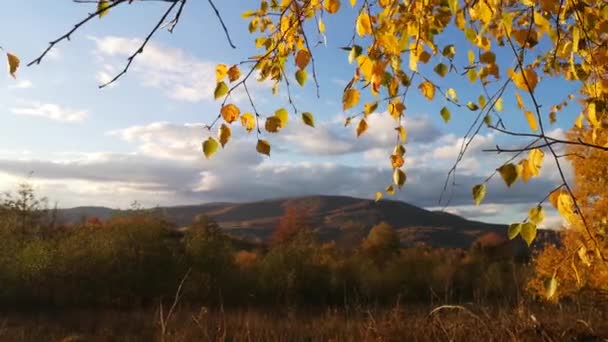 Mountainous Beech Autumn Forest — Stock Video