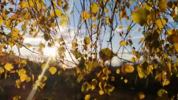 Uma Floresta Outono Faia Montanhosa — Vídeo de Stock