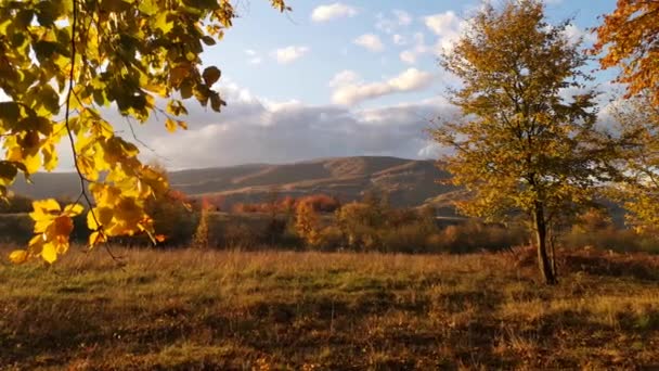 Dans Une Forêt Automne Hêtres Montagneux — Video