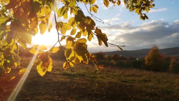 Horském Bukovém Podzimním Lese — Stock video
