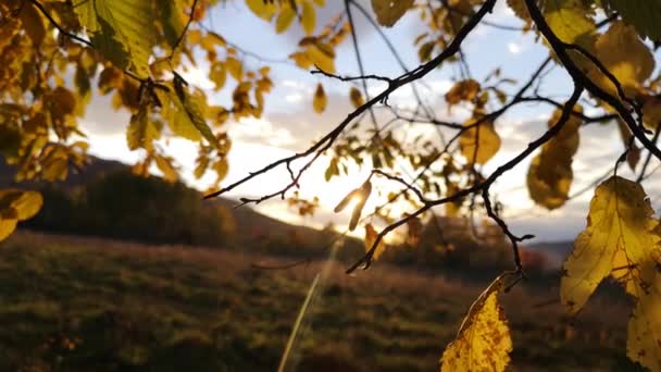 Bosque Otoño Hayas Montañosas — Vídeo de stock