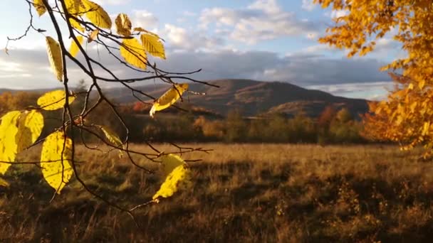Mountainous Beech Autumn Forest — Stock Video