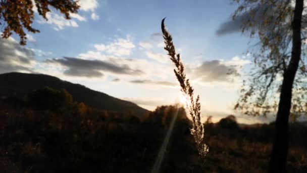 在山毛榉秋天的森林里 — 图库视频影像