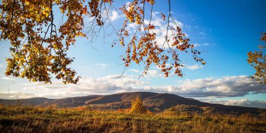 Dağlık bir kayın ormanında
