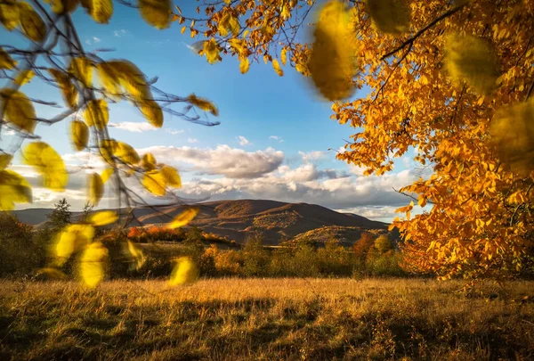 ブナの山の秋の森で — ストック写真
