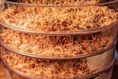 Filizlenmiş buğday tanelerinin yakın çekimi