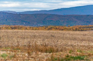 Gri tavşan tarlada koşuyor.