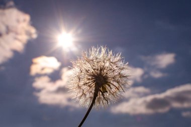 Mavi gökyüzünün arka planında pofuduk karahindiba