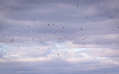 Bir martı sürüsü gökyüzünde yükseklerde uçuyor.