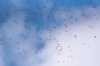 Bir martı sürüsü gökyüzünde yükseklerde uçuyor.