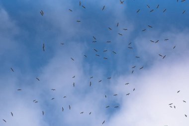 Bir martı sürüsü gökyüzünde yükseklerde uçuyor.