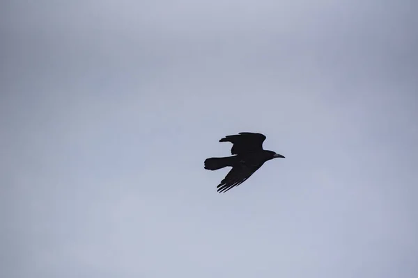 Raven Vola Nel Cielo Della Sera — Foto Stock