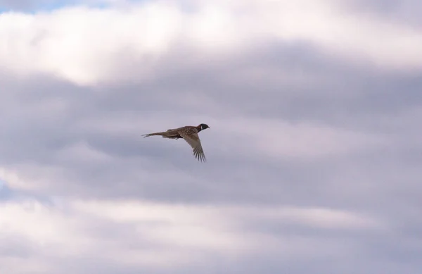 Faisán Vuela Cielo Otoñal — Foto de Stock