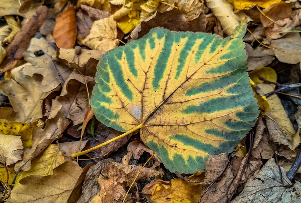 Gros Plan Une Feuille Brillante Tombée — Photo