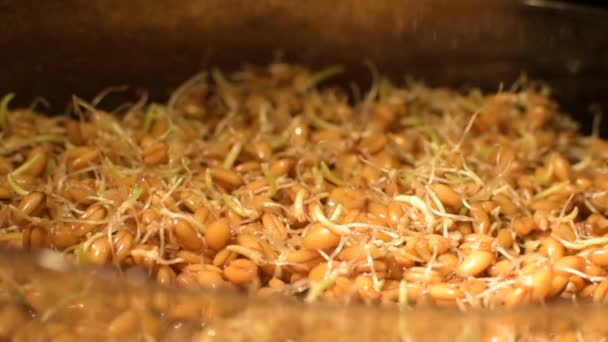 Крупный План Зерновых Культур Пшеницы — стоковое видео