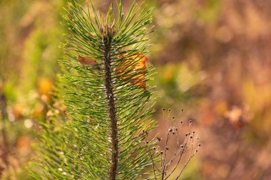 Sonbaharda bir çam dalının yakın çekimi
