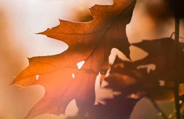 Czerwony Dąb Odchodzi Jesienią Słonecznego Dnia — Zdjęcie stockowe