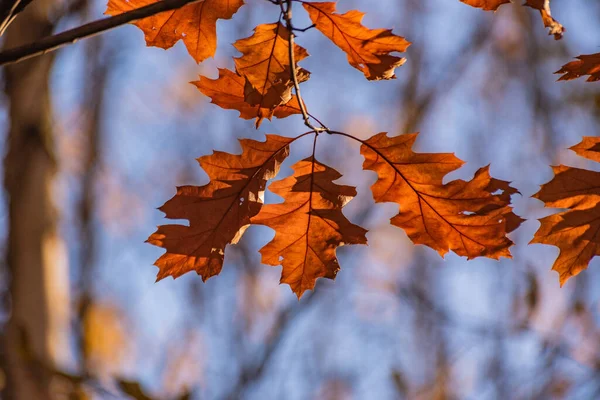 Röd Löv Höst Solig Dag — Stockfoto