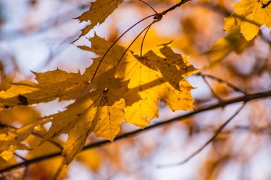 Sarı akçaağaç yaprakları güneşli bir sonbahar gününde
