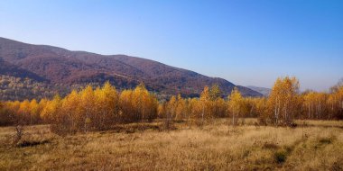 Sonbahar güneşli bir günde dağ ormanı manzarası