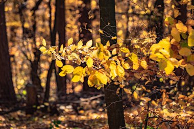 Sonbaharda güneş ışınlarında bir dalda ayrılır.