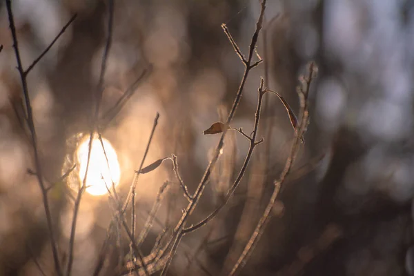 Blätter Auf Einem Zweig Den Strahlen Der Sonne Herbst — Stockfoto