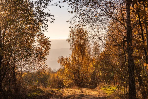 Гірський Лісовий Пейзаж Осінній Сонячний День — стокове фото