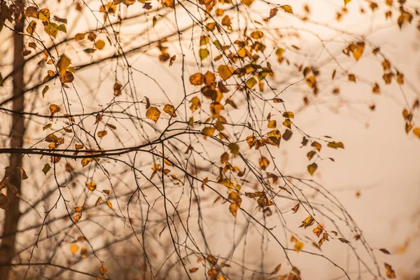 Prachtige Berkenbladeren Zon Herfst — Stockfoto