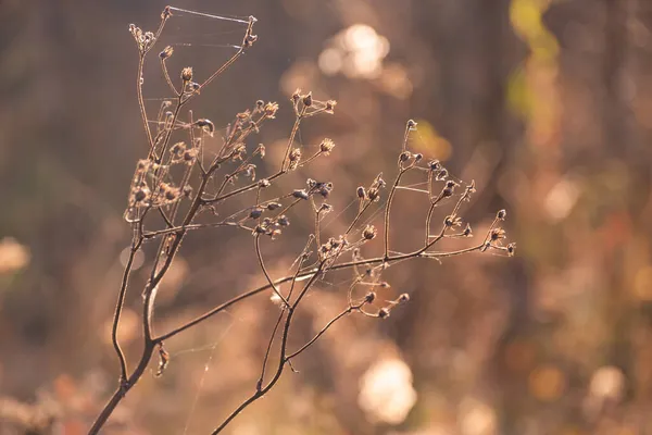 Суха Рослина Восени Заході Сонця — стокове фото
