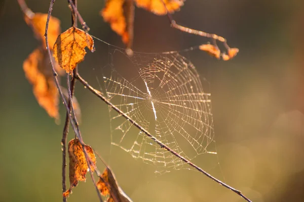 Sonbaharda Huş Ağacının Dallarındaki Güzel Örümcek Ağı — Stok fotoğraf
