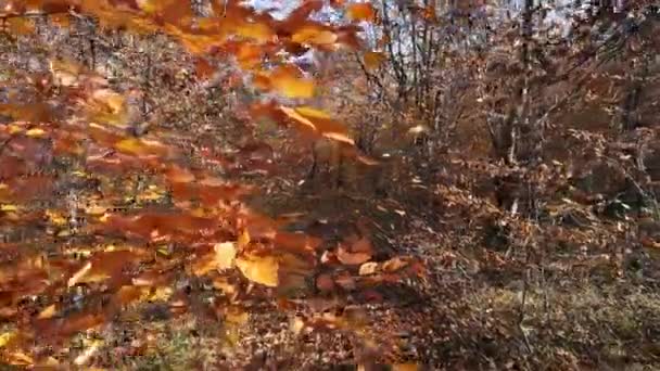 Bladeren Een Tak Stralen Van Zon Herfst — Stockvideo