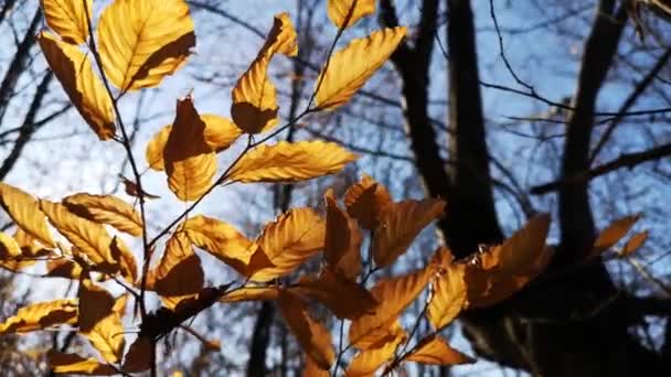 Las Hojas Una Rama Los Rayos Del Sol Otoño — Vídeo de stock