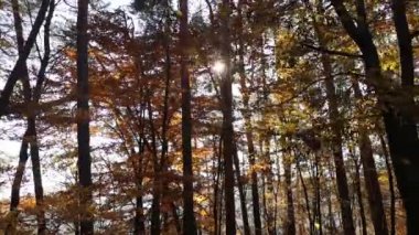 Sonbaharda güneş ışınlarında bir dalda ayrılır.