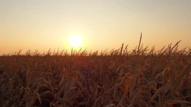 Sonbaharda bir mısır tarlasında gün batımının zamanı