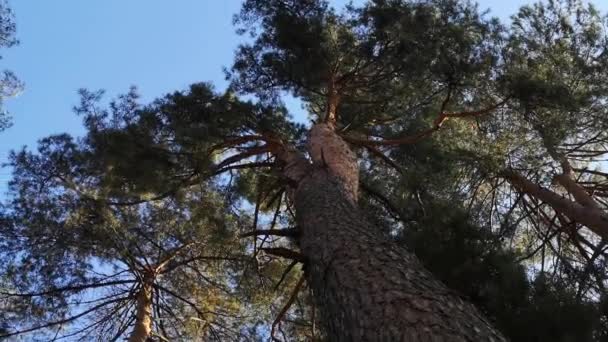 Cedrová Borovice Slunečného Podzimního Dne — Stock video