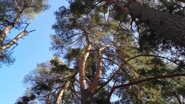 Pinus Cedar Pada Hari Musim Gugur Cerah — Stok Video