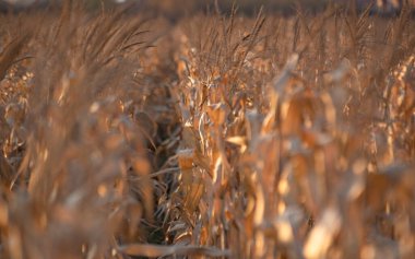 Sonbahar günbatımı mısır tarlası boyunca manzara
