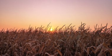 Sonbahar günbatımı mısır tarlası boyunca manzara