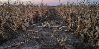 Sonbahar günbatımı mısır tarlası boyunca manzara