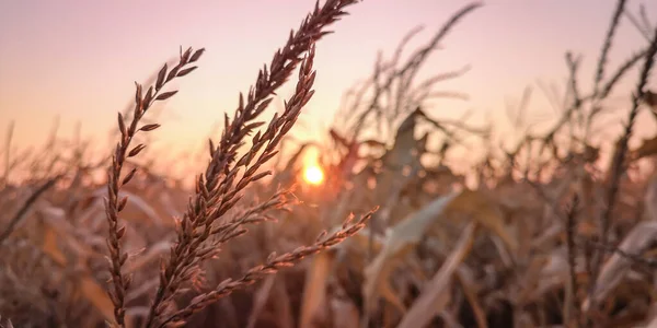 Podzimní Krajina Západu Slunce Přes Kukuřičné Pole — Stock fotografie