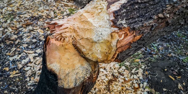 Het Resultaat Van Het Werk Van Bever — Stockfoto