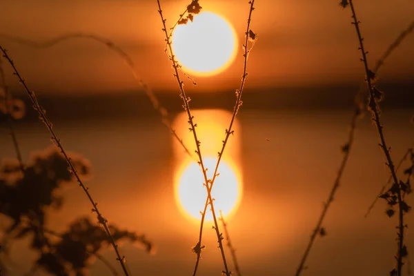 Fluffig Växt Hösten Vid Solnedgången Timme — Stockfoto