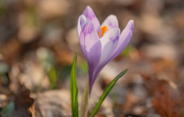 Ormanda çiçek açan kruvazörün yakın çekimi.