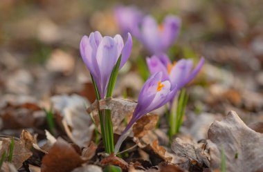 Ormanda çiçek açan kruvazörün yakın çekimi.